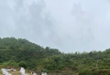 वैज्ञानिकहरुको चिन्ता : मौरी दिनानुदिन किन लोप हुँदैछ