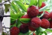 चरीको वियोग