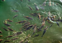 माछाको जुलुस