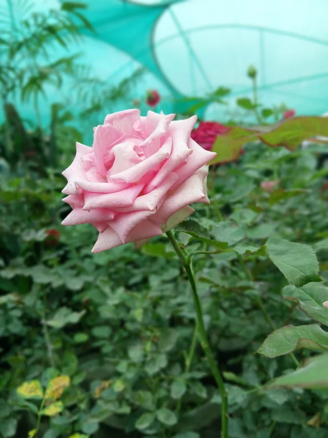 phula