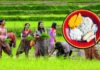 “असार महिना”