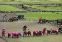 असारको पन्ध्र