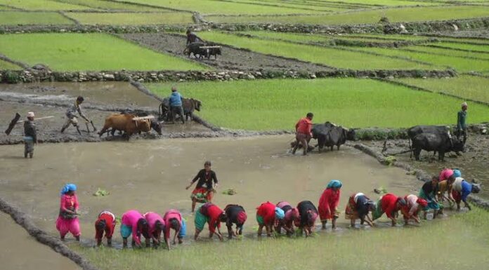 असारको पन्ध्र