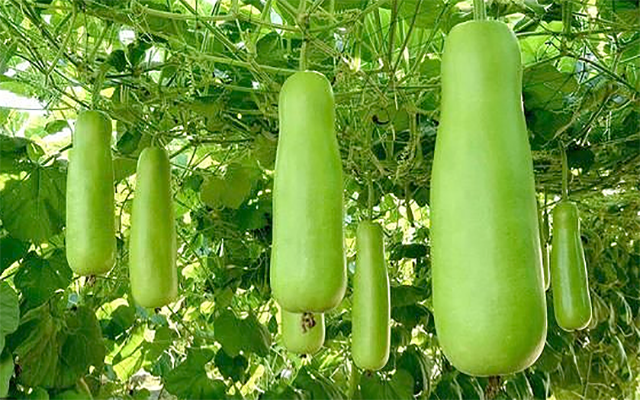 kausi
