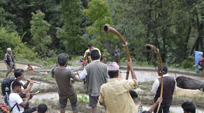 “धान रोपाइँ”