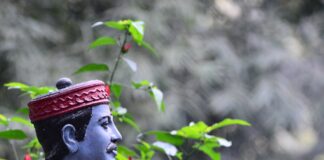 “भानु सवाई”