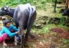 नयाँ पुस्ता