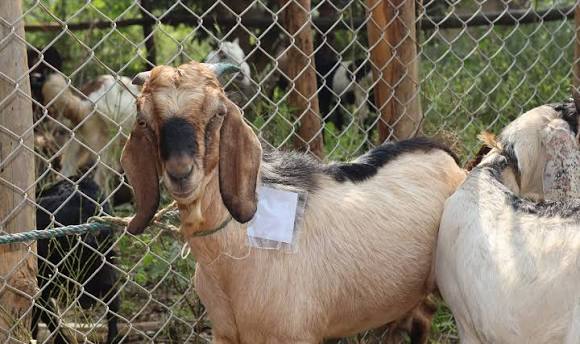 bibeka